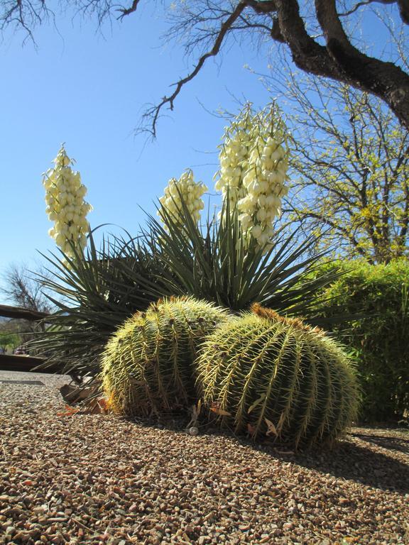 Tubac Country Inn Extérieur photo
